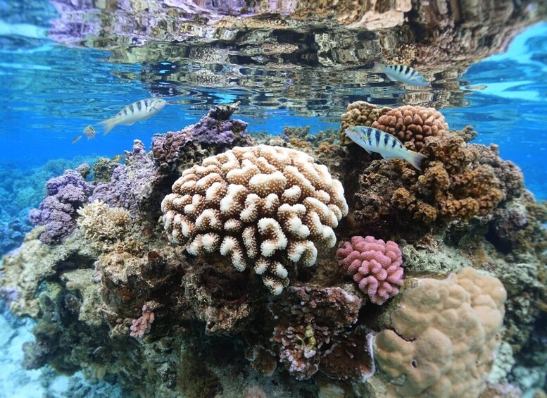 Picture 11 for Activity Moorea: Sea Scooter Snorkeling Tour