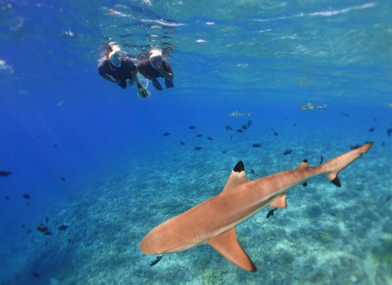 Picture 12 for Activity Moorea: Sea Scooter Snorkeling Tour