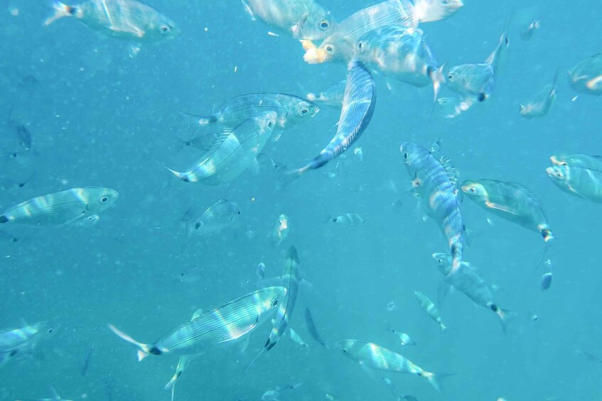 Picture 6 for Activity From Medulin: Full-Day Boat Tour of the Archipelago w/ Lunch