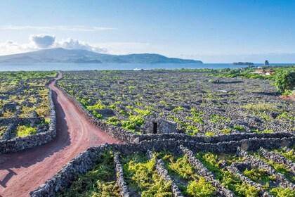 Madalena: Paseo por Criação Velha