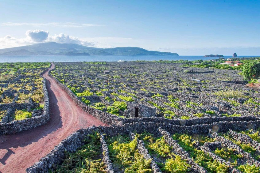 Madalena: UNESCO Heritage Vineyard Trail Hiking Tour