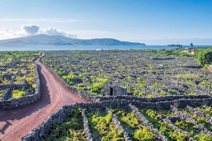 Madalena: Unesco Heritage Vineyard Trail Vandringstur