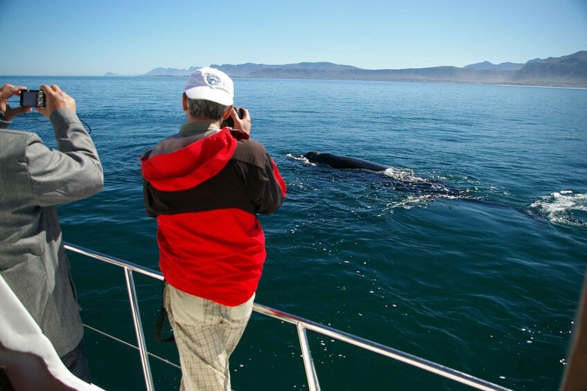 Picture 3 for Activity From Stellenbosch: Hermanus Whale Route Tour