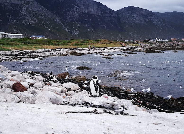 Picture 4 for Activity From Stellenbosch: Hermanus Whale Route Tour