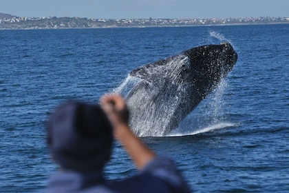 Desde Stellenbosch: recorrido por la ruta de las ballenas de Hermanus