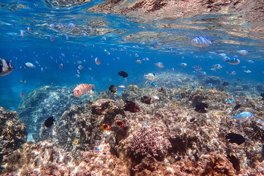 Picture 3 for Activity Ishigaki Island: Boat Snorkeling Tour at Phantom Island