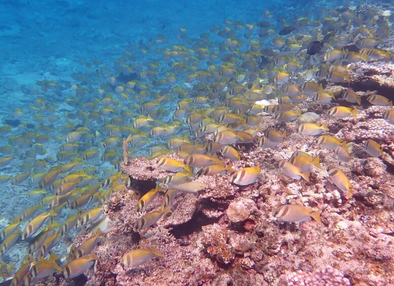 Picture 15 for Activity Ishigaki Island: Boat Snorkeling Tour at Phantom Island