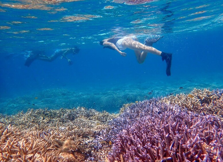 Picture 4 for Activity Ishigaki Island: Boat Snorkeling Tour at Phantom Island