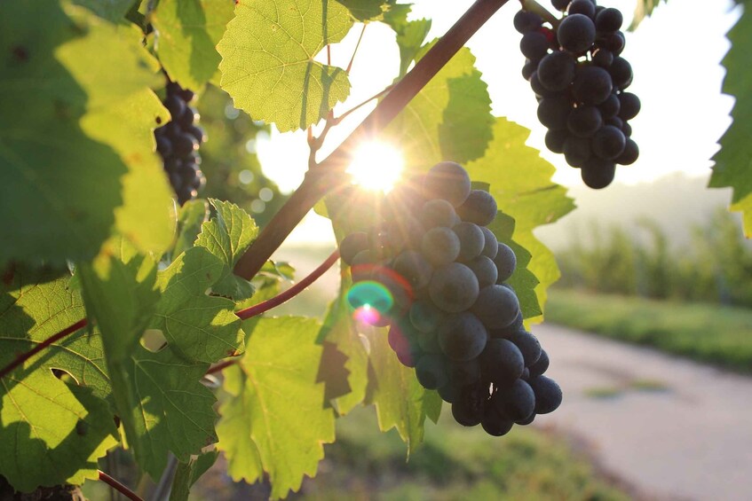 Picture 2 for Activity Naples: Mount Vesuvius Vineyard Tour w/ Lunch & Wine Tasting