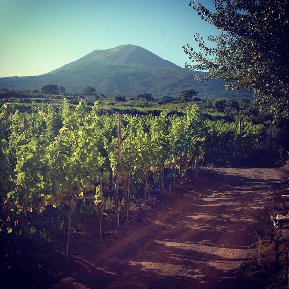 Picture 3 for Activity Naples: Mount Vesuvius Vineyard Tour w/ Lunch & Wine Tasting
