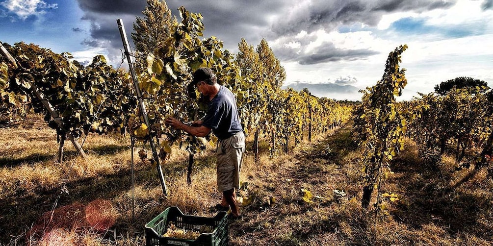 Picture 1 for Activity Naples: Mount Vesuvius Vineyard Tour w/ Lunch & Wine Tasting