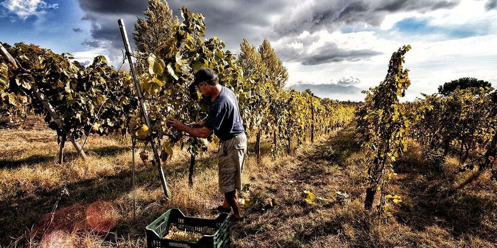 Picture 1 for Activity Naples: Mount Vesuvius Vineyard Tour w/ Lunch & Wine Tasting