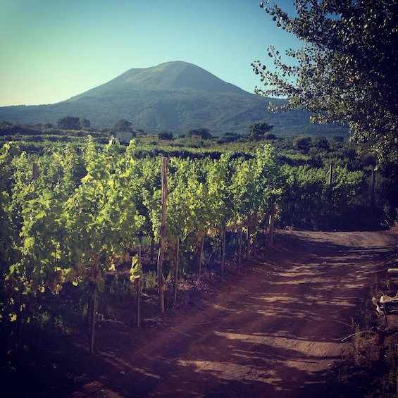 Picture 3 for Activity Naples: Wine Tasting Tour on the Slopes of Mount Vesuvius