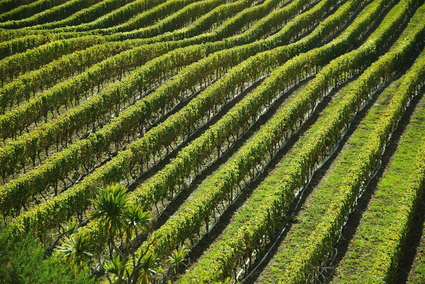 Picture 4 for Activity Naples: Mount Vesuvius Vineyard Tour w/ Lunch & Wine Tasting