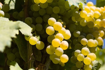 Naples: Mount Vesuvius Vineyard Tour w/ Lunch & Wine Tasting