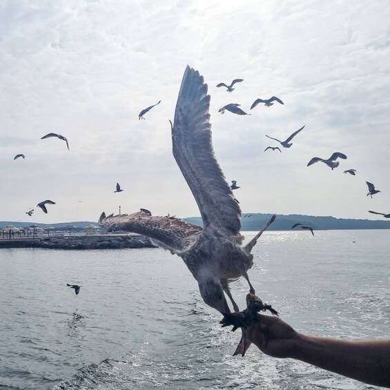 Picture 3 for Activity From Poreč: Boat Day Trip to Rovinj with Fish Lunch