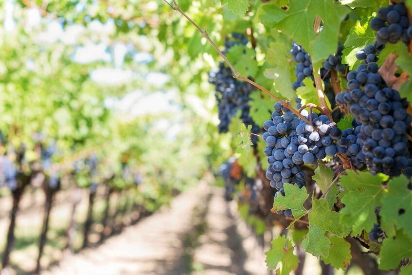 Picture 4 for Activity Modena: Lambrusco Wine Tasting and Cellar Tour