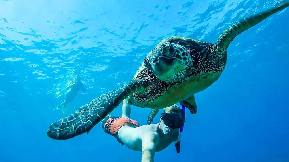 Picture 15 for Activity San Juan: Beginner Snorkeling Tour with Turtles and Videos