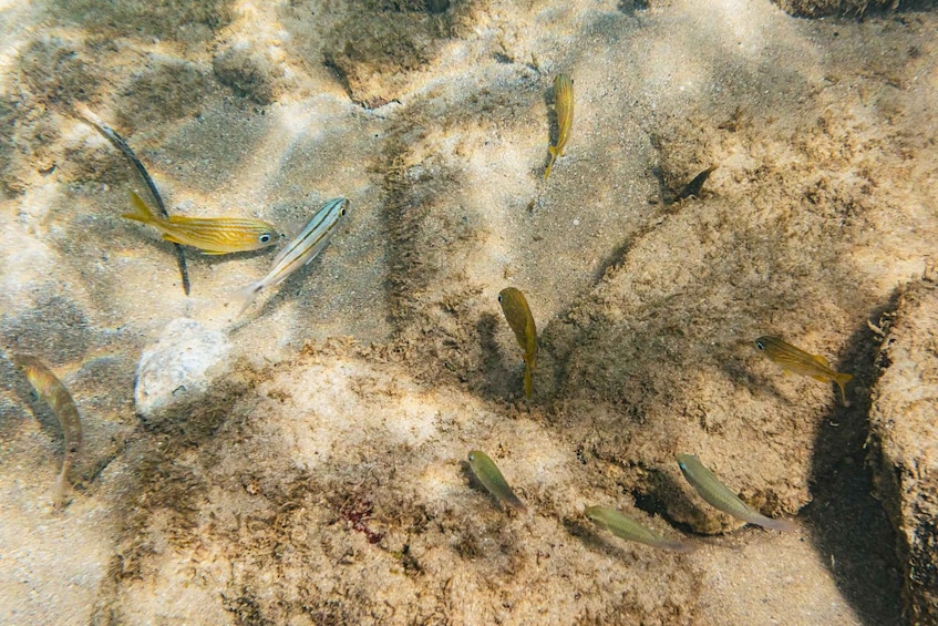 Picture 5 for Activity San Juan: Beginner Snorkeling Tour with Turtles and Videos