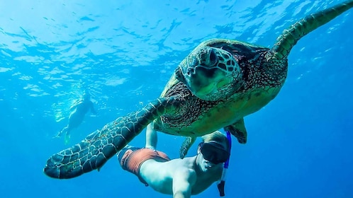 San Juan: Schwimmen und Schnorcheln mit Schildkröten