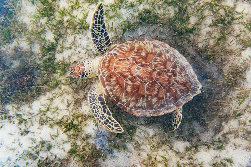 Picture 3 for Activity San Juan: Beginner Snorkeling Tour with Turtles and Videos