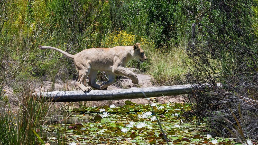 Picture 13 for Activity Plettenberg Bay: Cats in Conservation Full Day Tour