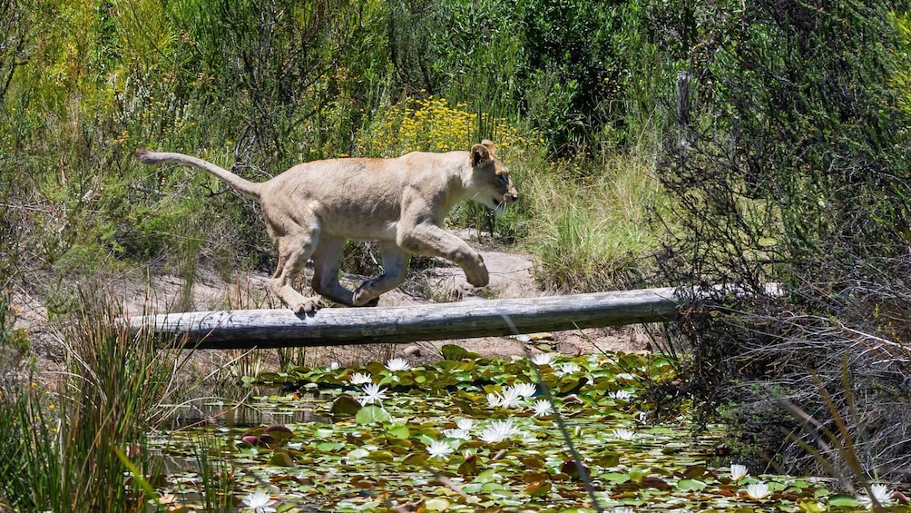 Picture 13 for Activity Plettenberg Bay: Cats in Conservation Full Day Tour