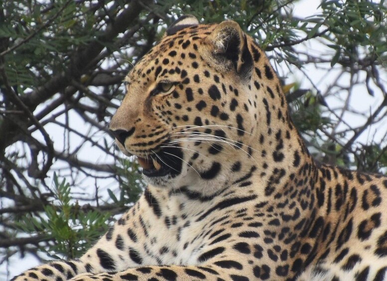 Picture 8 for Activity Plettenberg Bay: Cats in Conservation Full Day Tour