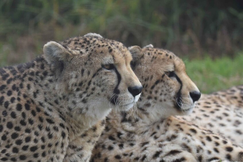 Picture 12 for Activity Plettenberg Bay: Cats in Conservation Full Day Tour