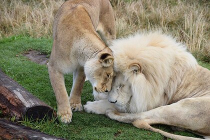 Plettenberg Bay: Tenikwa Conservation Center Full Day