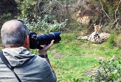 Plettenberg Bay : excursion d'une journée sur les chats en conservation