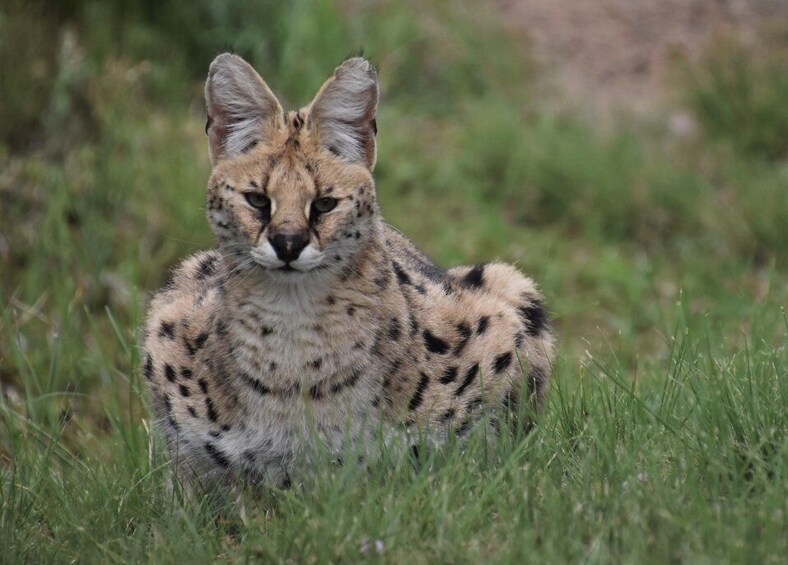 Picture 10 for Activity Plettenberg Bay: Cats in Conservation Full Day Tour
