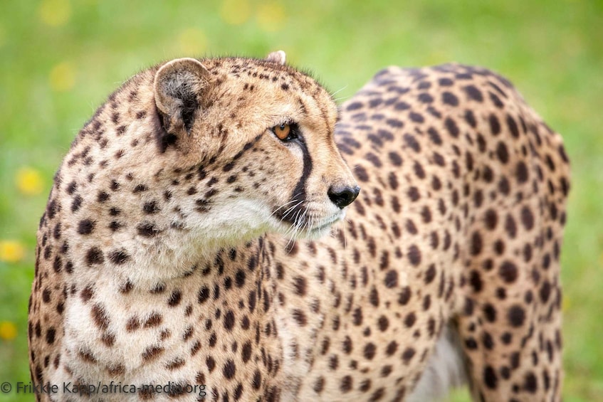 Picture 4 for Activity Plettenberg Bay: Cats in Conservation Full Day Tour