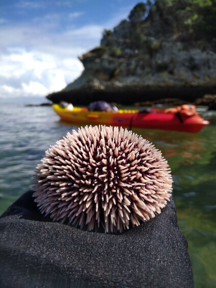 Picture 10 for Activity Lisbon: Arrábida All-Inclusive Kayak Adventure Tour