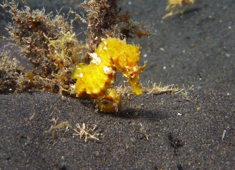 Picture 2 for Activity La Palma: Basic Diver Certification with 2 Atlantic Dives