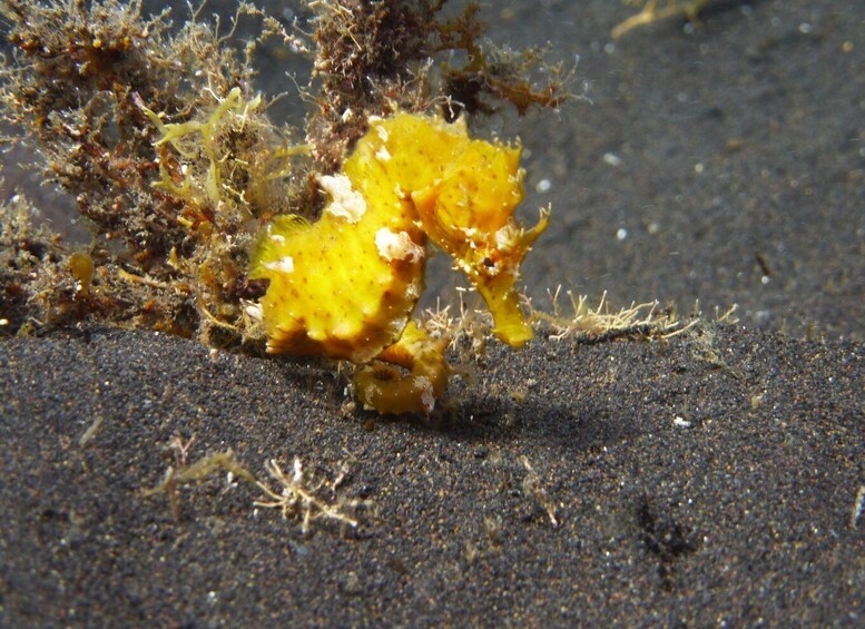 Picture 2 for Activity La Palma: Basic Diver Certification with 2 Atlantic Dives