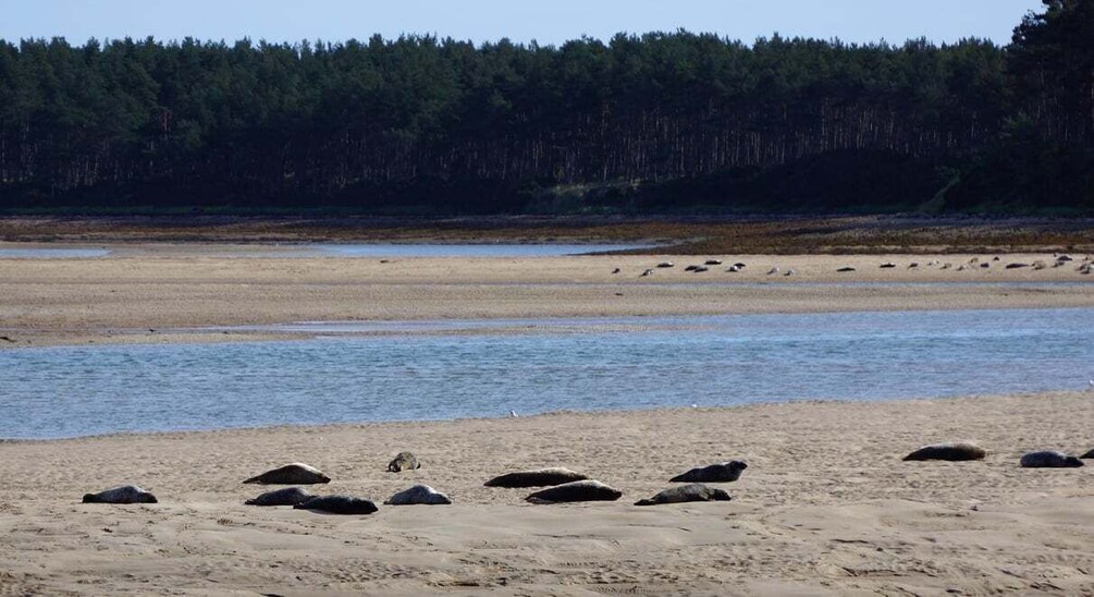 Picture 3 for Activity From Invergordon: Private Northern Highlands Shore Excursion