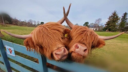 From Invergordon: Private Northern Highlands Shore Excursion