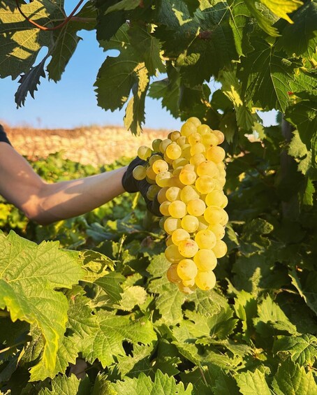 Picture 8 for Activity Gozo Wine and Food Tasting