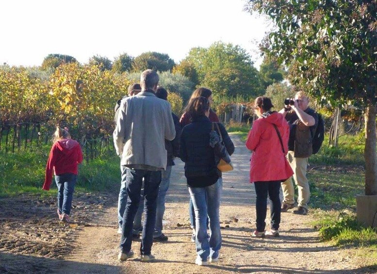 Picture 3 for Activity Santa Maria Imbaro: La Vinarte Wine tour
