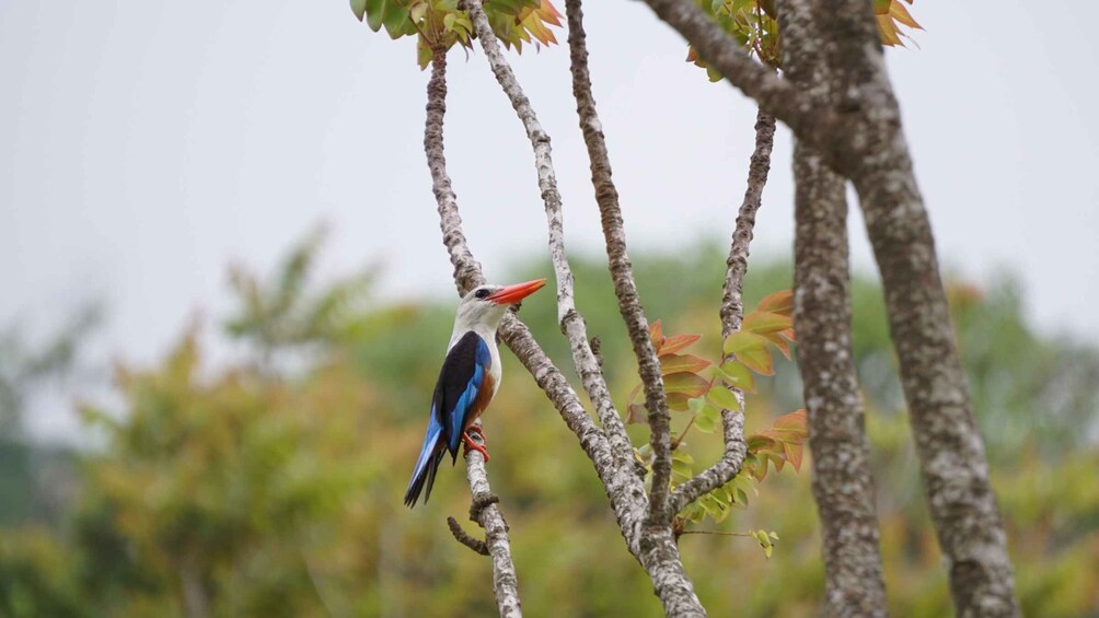 Picture 1 for Activity From Ponta Do Sol: Full-Day Nature Hike with A Guide