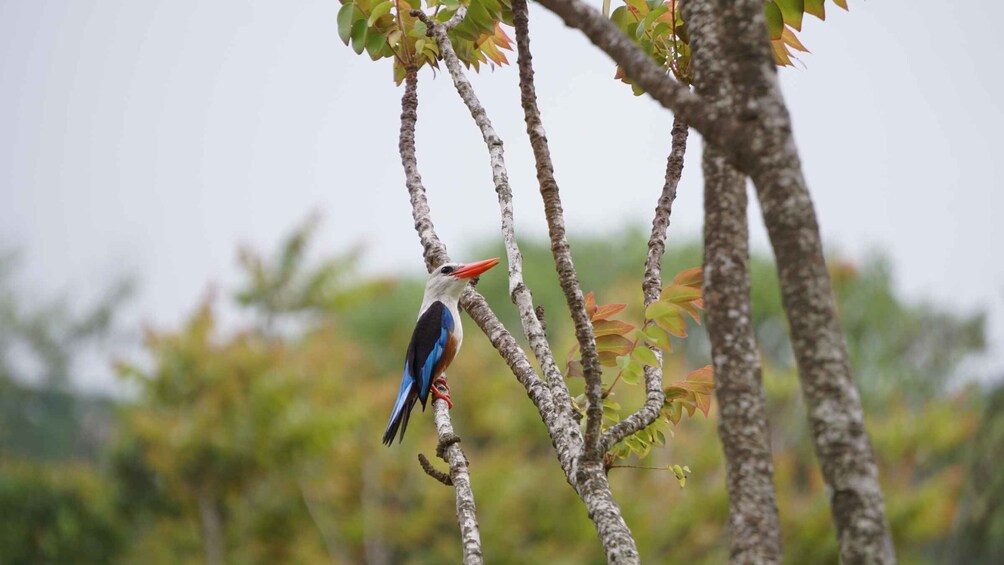 Picture 1 for Activity From Ponta Do Sol: Full-Day Nature Hike with A Guide