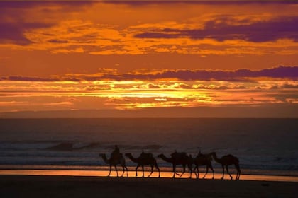 Essaouira : 1H quad bike tour and 1H camel ride