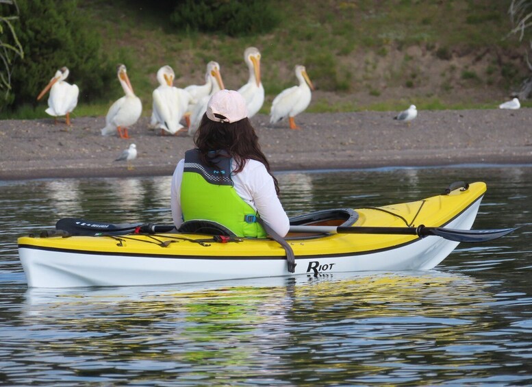 Picture 2 for Activity Grant Village: Yellowstone Lake Guided Kayak Tour