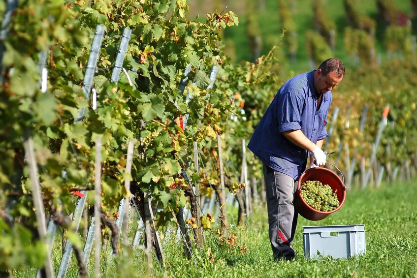 Picture 3 for Activity Corfu: Winery Tour and Tasting