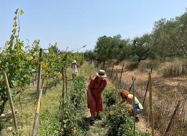 Corfù: tour e degustazione in cantina