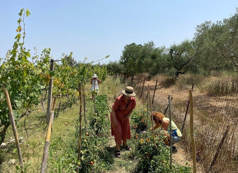 Corfu: Winery Tour and Tasting