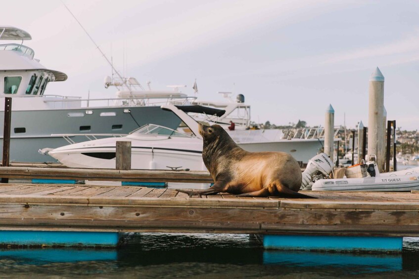 Picture 4 for Activity San Diego: San Diego Bay Dog-Friendly Eco Pedal Boat Rentals