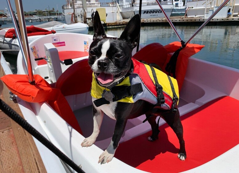 Picture 3 for Activity San Diego: San Diego Bay Dog-Friendly Eco Pedal Boat Rentals