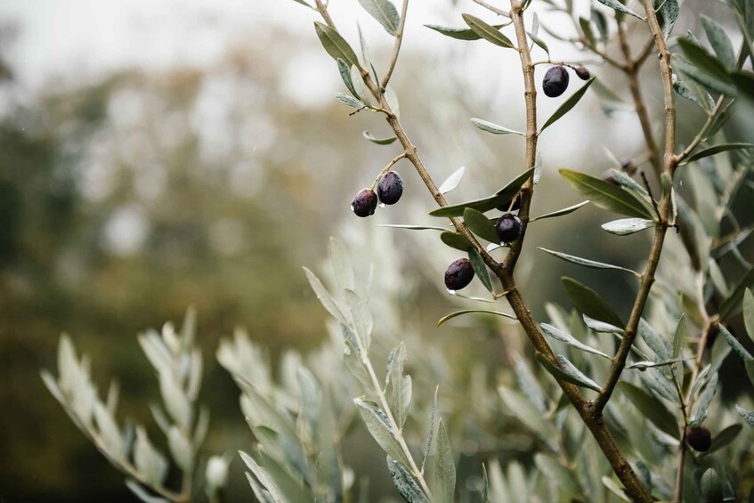 Picture 1 for Activity Ostuni: Olive Oil Tasting Tour